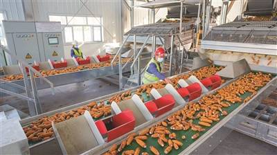 昌吉国家高新技术产业开发区的一家种业加工厂玉米果穗剥皮车间正式投产